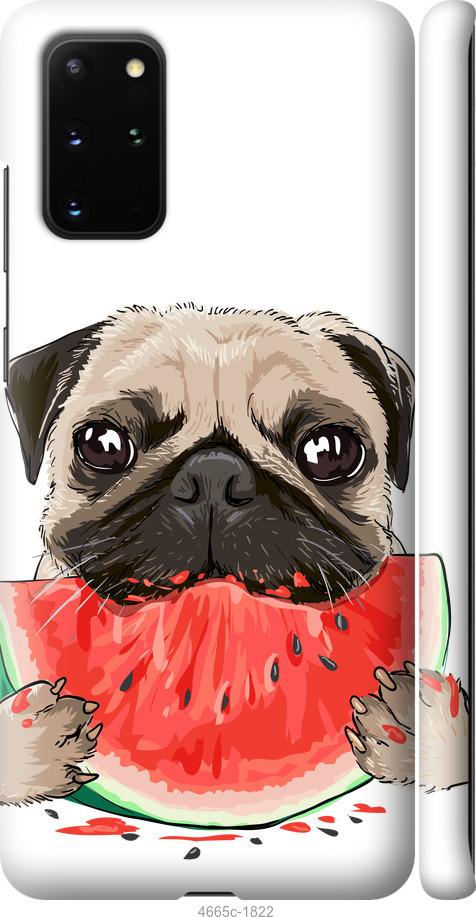 Чехол на Samsung Galaxy S20 Plus Мопс и арбуз