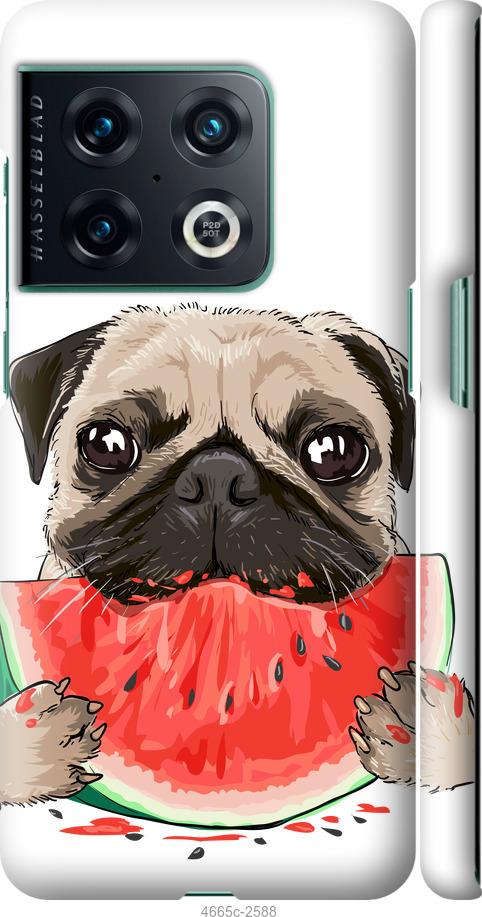 

Чехол на OnePlus 10 Pro Мопс и арбуз